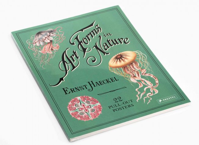 Ernst Haeckel illustrasjoner